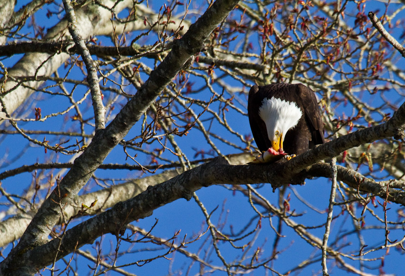 Bald Eagle Eating Fish